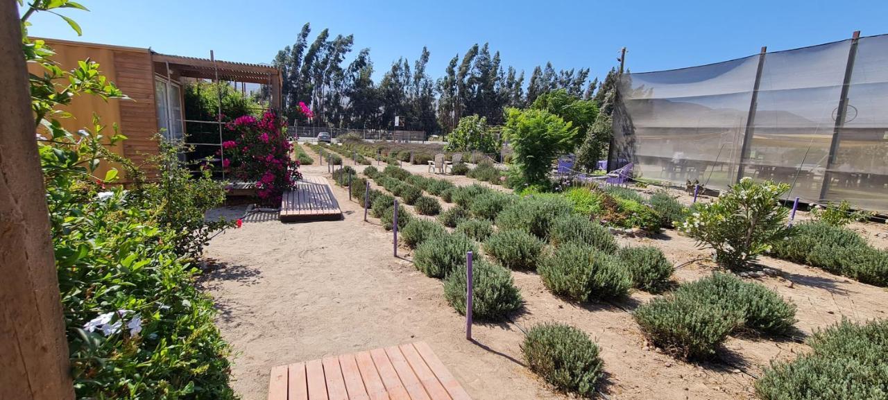 Lavanda Del Valle Vicuña Eksteriør bilde