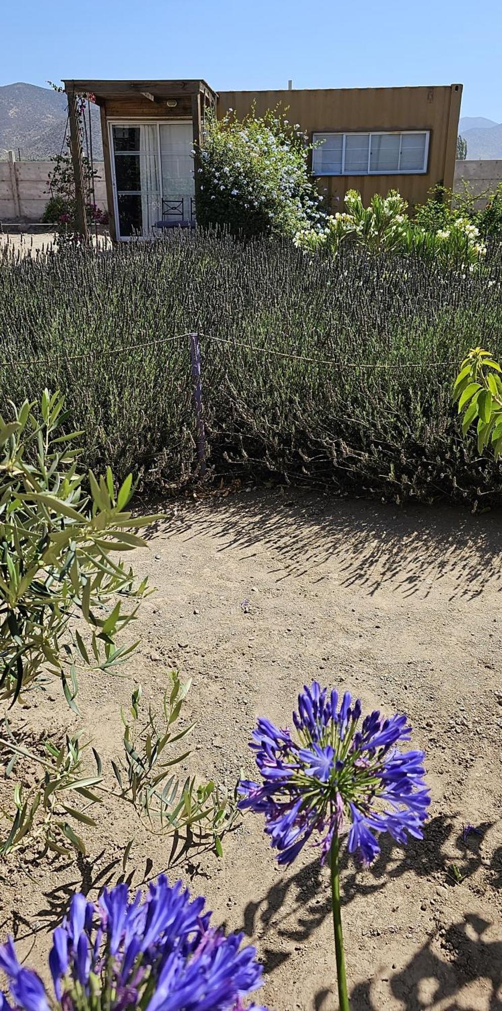 Lavanda Del Valle Vicuña Eksteriør bilde