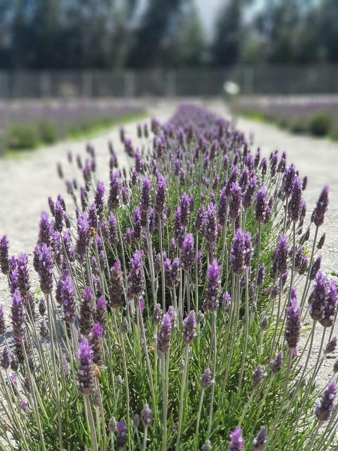 Lavanda Del Valle Vicuña Eksteriør bilde
